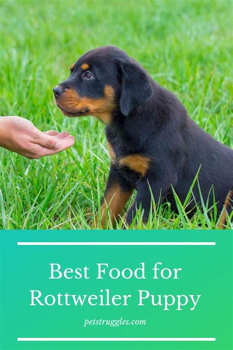 a puppy sitting in the grass with its owner's hand over it to give him food