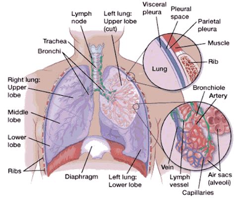 Lung Anatomy & Function - Lung Nodule, Lung Disease and Lung Infection