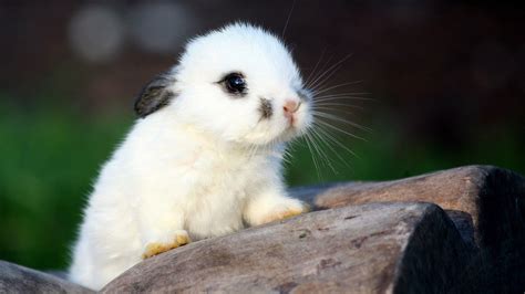 Cute Baby Animals Wallpapers (61+ images)