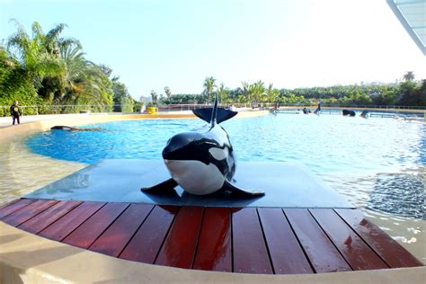 Loro Parque Live: Orca Ocean | zoosmedia