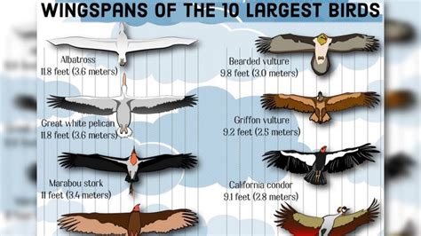 Birds with the largest wingspan include the Albatross – Nature Blog Network