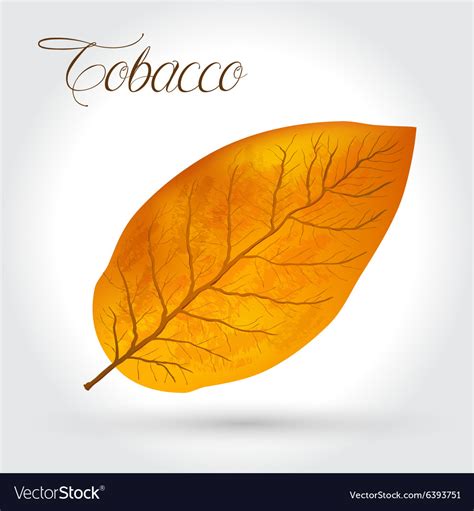 Tobacco leaf icon Royalty Free Vector Image - VectorStock