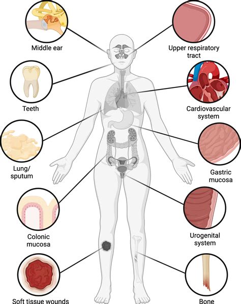 Frontiers | Bacterial biofilms in the human body: prevalence and ...