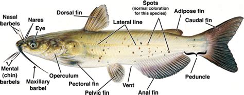 The Channel Catfish - Red River Ecosystem