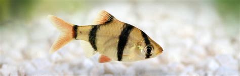 Golden Barb Care Guide: Tank, Feeding & Breeding - Fishkeepers Handbook