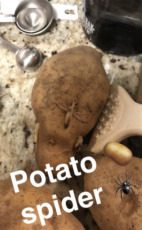 Potato Spider? : r/potato