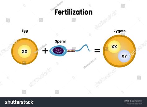 Vector Illustration Fertilization Fusion Two Haploid Stock Vector ...