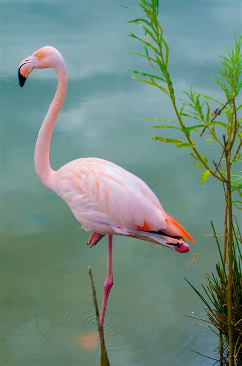 Pink Flamingo Free Stock Photo - Public Domain Pictures