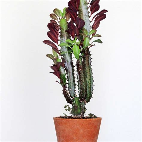 8 Best Cactus Varieties to Grow Indoors