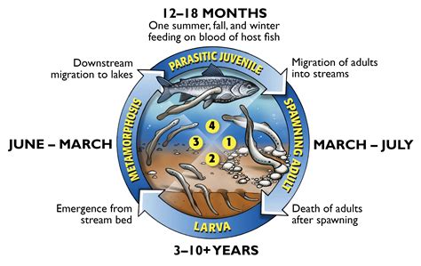 Great Lakes Fishery Commission - Sea Lamprey Lifecycle