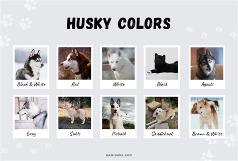 All Husky Colors Explained - from Red to Agouti | PawLeaks