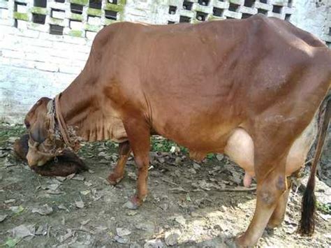 Sahiwal Cow Supplier, Wholesale, Bulk Trader In India