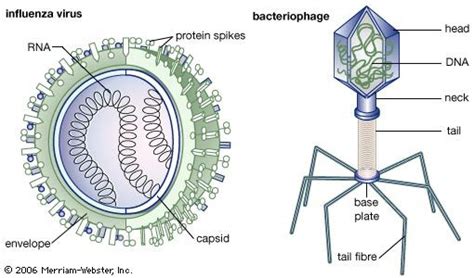 Structure and features of viruses | Britannica