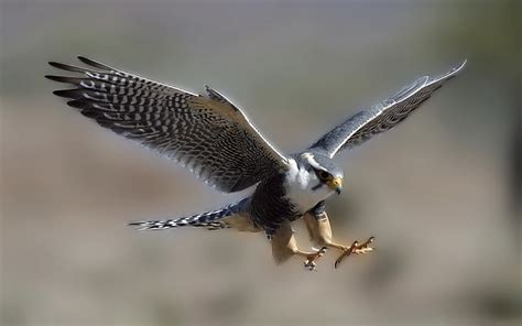 🔥 [50+] Peregrine Falcon Wallpapers | WallpaperSafari