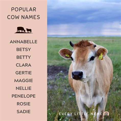 200+ Best Cow Names (Cute, Funny, and Moo-gnificent!) - Every Little Name