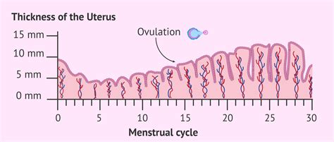 Uterine lining thickness chart