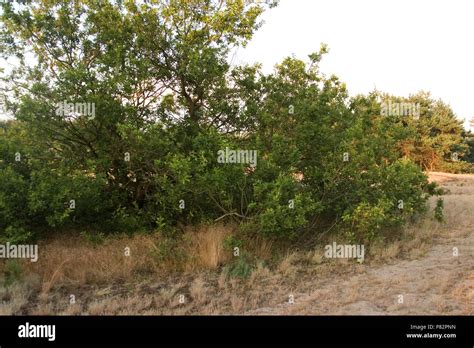 habitat Nachtzwaluw; Habitat European Nightjar Stock Photo - Alamy