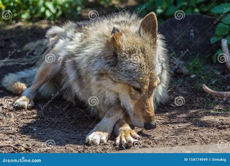 Gray Wolf Timber Wolf Lying on the Grass. Eurasian Animals Stock Image ...