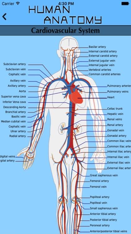 Human Body Atlas - The Handiest Human Anatomy Atlas for Organ Anatomy ...