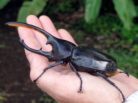 Rhinoceros Beetles Are Harmless to Humans but Devastating to Some Crops ...