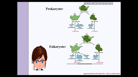 rRNA structure and functions - YouTube