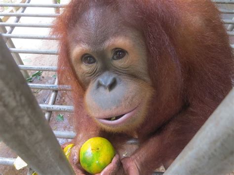 Cece - The Orangutan Project