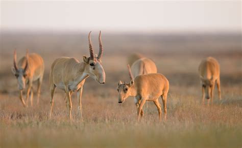 After mass die-off, saiga antelope numbers go up in Kazakhstan