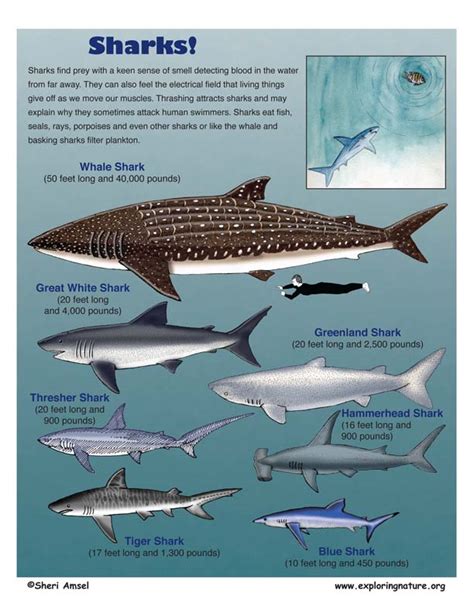 Tiger Shark Classification Chart