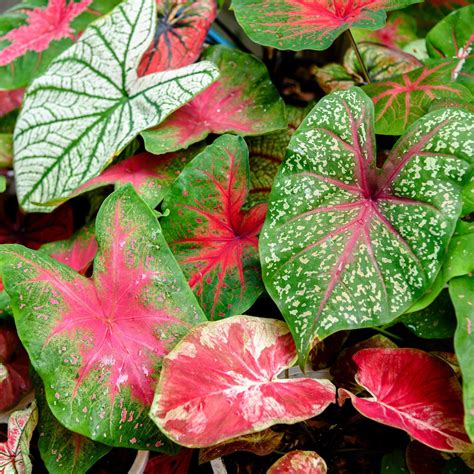 Caladium Bulbs For Sale – Easy To Grow Bulbs