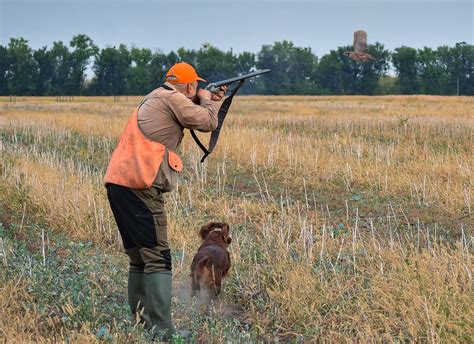 Georgia Quail Hunting Gallery | Quail Hunting Georgia