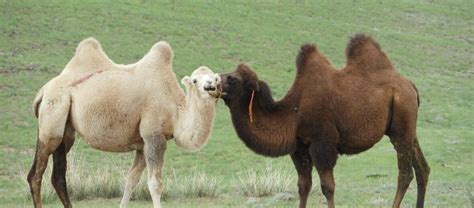 The Bactrian Camel | Critter Science