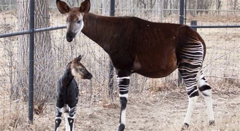 Denver Zoo Welcomes Adorable Baby Okapi