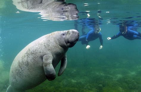 Swimming with Manatees - Hither & Thither