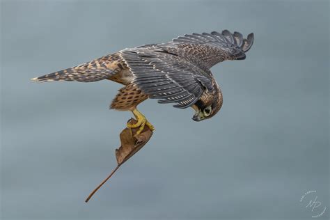 Peregrine Falcon Hunting Technique