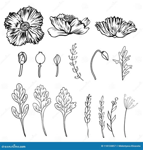 Poppy Flower, Bud, Leaves Vector Ink Sketch Hand Drawn Illustration ...