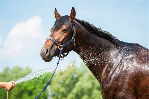 Preventing Heat Stress in Horses