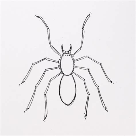 How to Draw a Spider (with amazing details) 🕷️