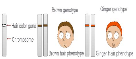 Phenotype | Brief Introduction & Examples