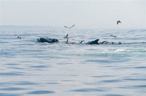 The Vineyard Gazette - Martha's Vineyard News | Pod of Humpback Whales ...