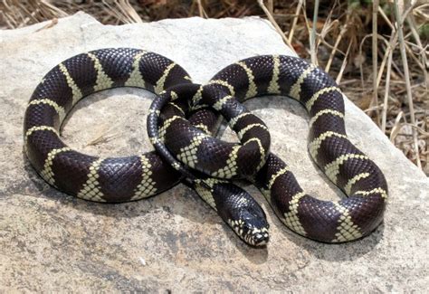 California Kingsnake Facts and Pictures | Reptile Fact