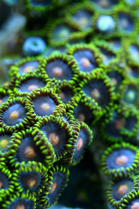 60 best images about Zoanthid Corals on Pinterest | Macro shots ...