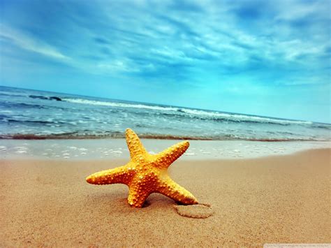 🔥 [40+] Beach and Starfish Wallpapers | WallpaperSafari