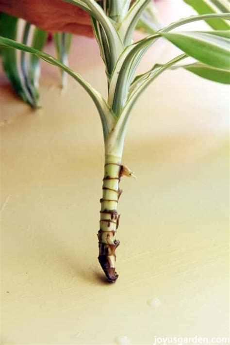 Propagating A Dracaena Is So Easy To Do