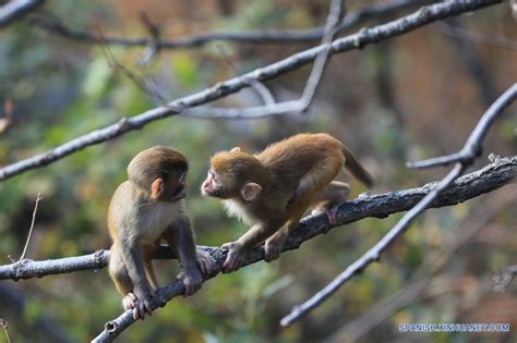 Monos jugando en la Montaña Huaguo | Spanish.xinhuanet.com