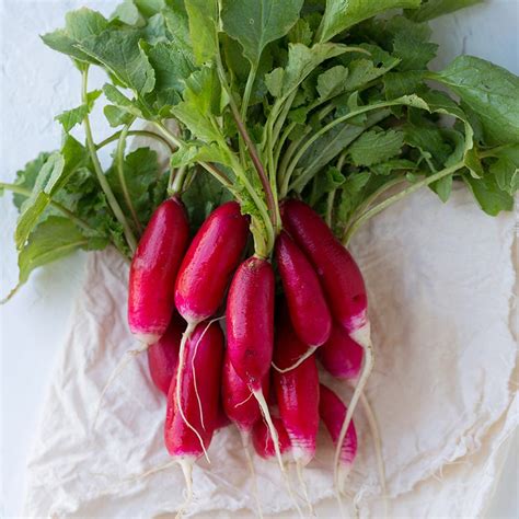 Radish, China Rose (Winter) (52 days), Heirloom - American Seed Co.