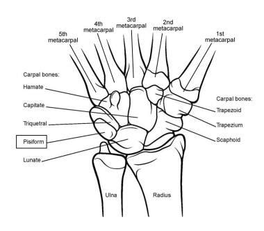 Wrist Anatomy - AOA Orthopedic Specialists