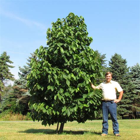 The Power of the Pawpaw Tree: Bridging the Past to the Future | Orchard ...