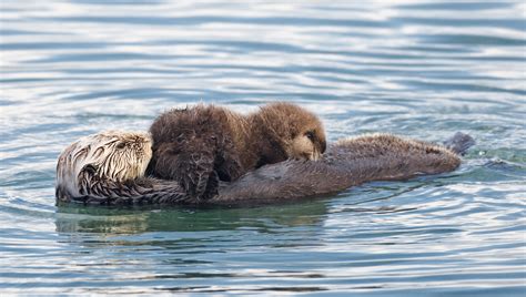 File:Sea otter nursing02.jpg - Wikipedia