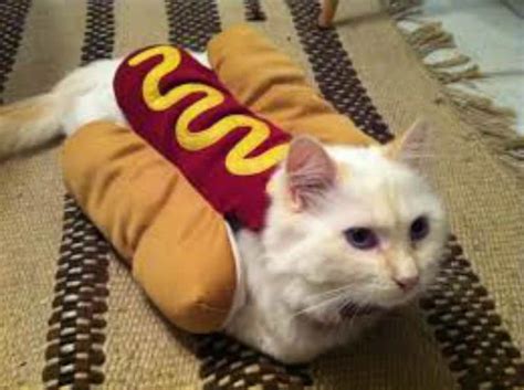 10 Adorable Cats In Costumes That Will Brighten Up Your Day