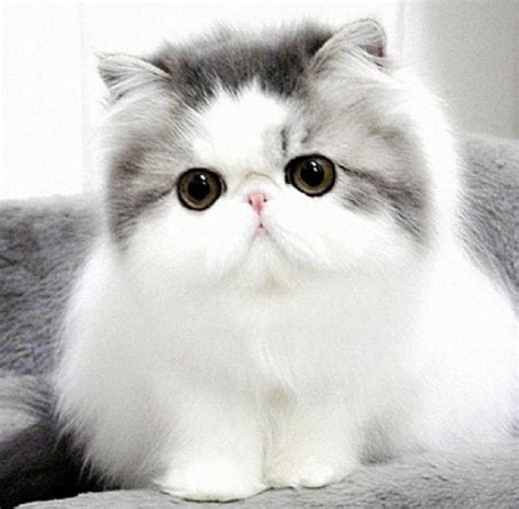 cute-cat-breeds-persian-cat – Easyday